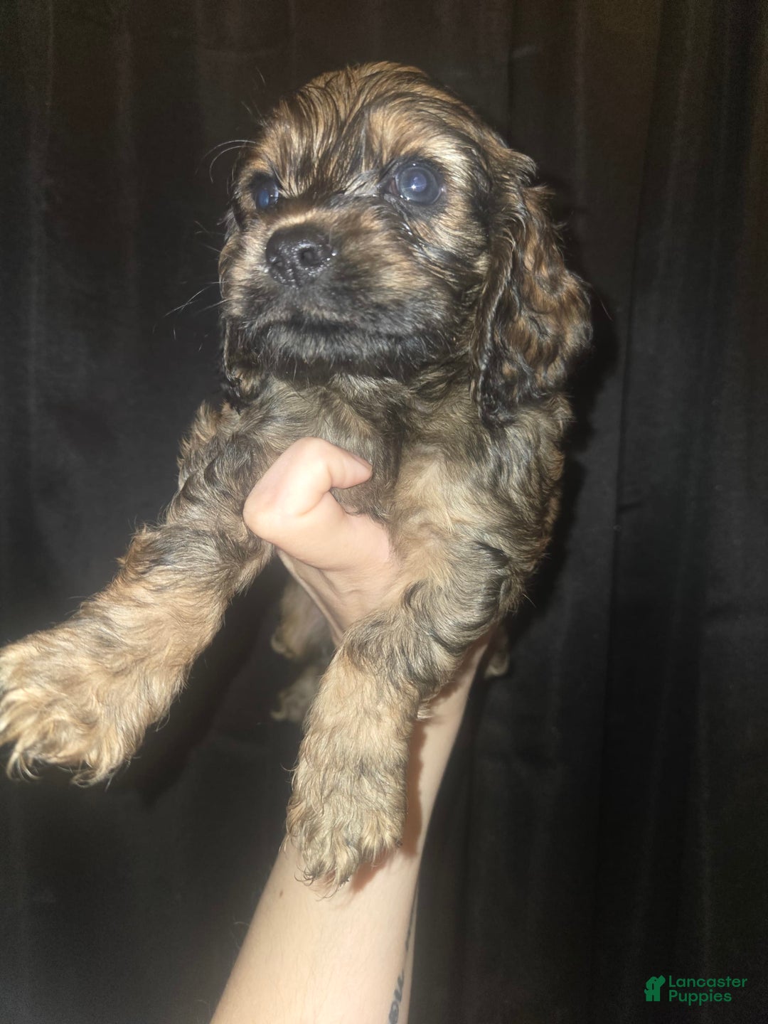 Cocker Spaniel dogs for sale: Cooper - Image 1