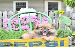 Pomeranian dogs for sale: Farra - Image 9