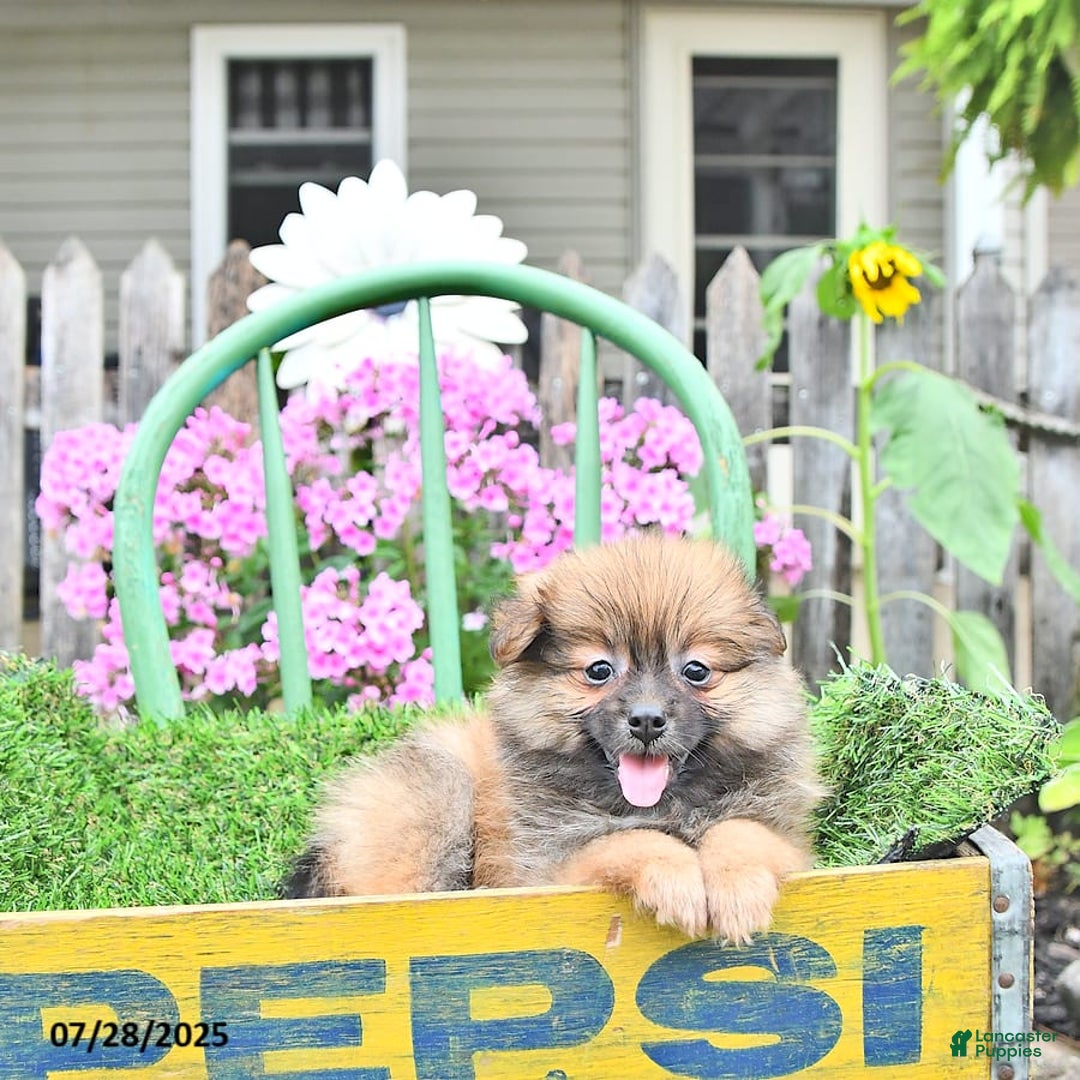 Pomeranian dogs for sale: Farra - Image 9