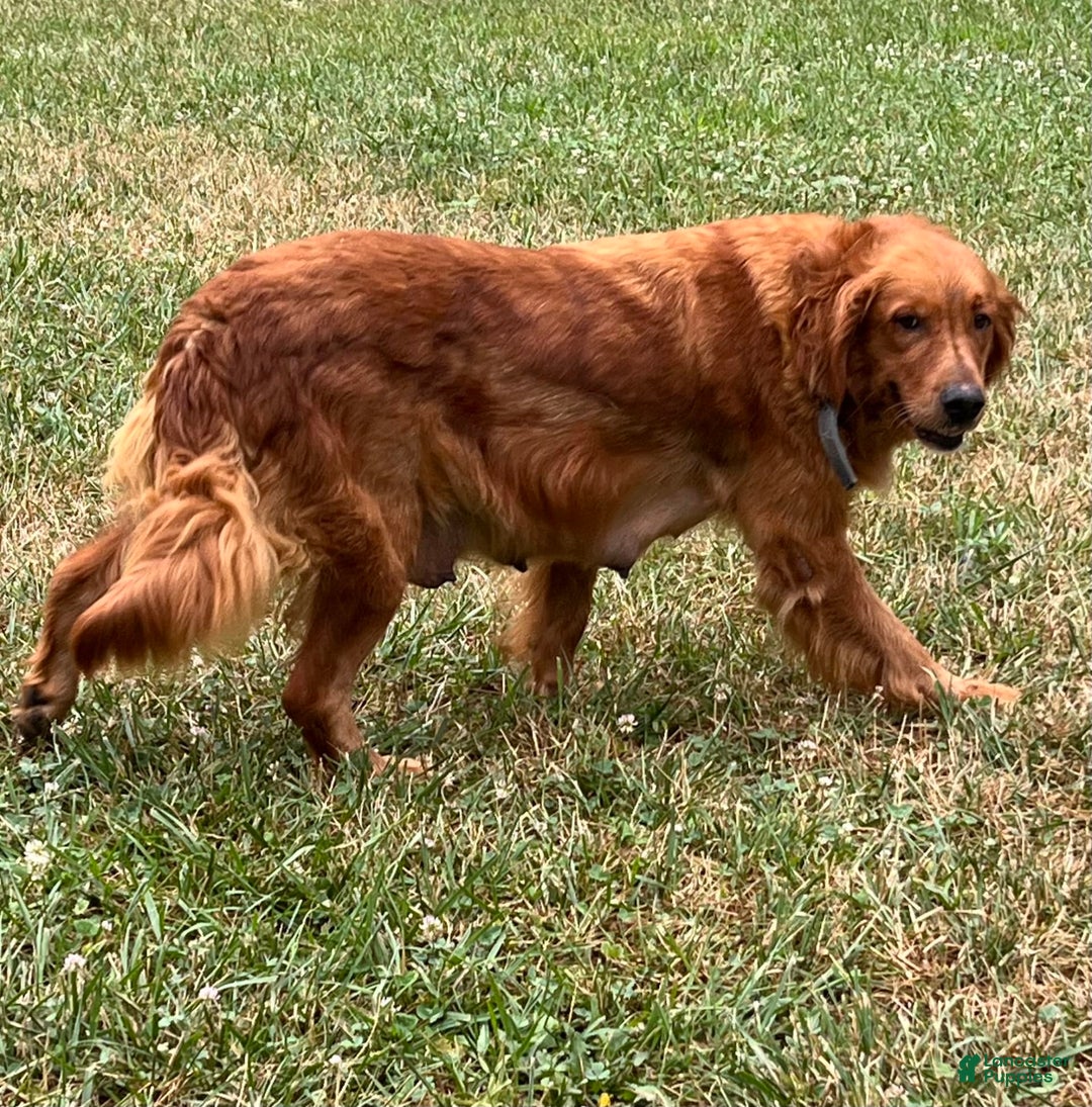 Golden Retriever dogs for sale: Scout - Image 6