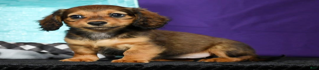 Daphne