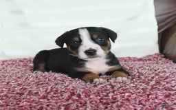 Greater Swiss Mountain Dog dogs for sale: Frances - Image 8