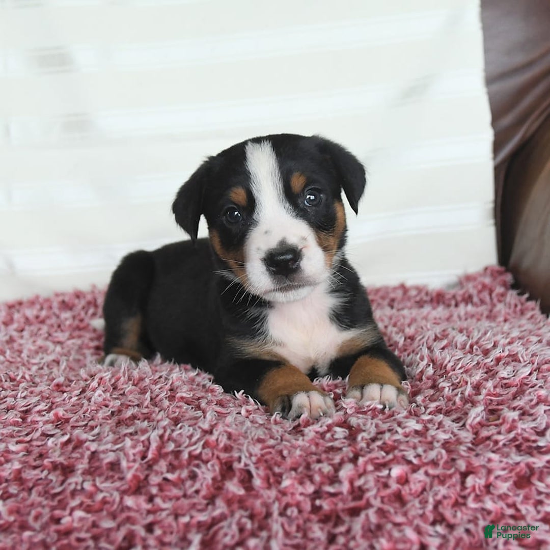 Greater Swiss Mountain Dog dogs for sale: Frances - Image 8