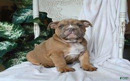 English Bulldog dogs for sale: Reese - Image 2