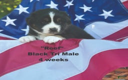 Australian Shepherd dogs for sale: Reef - Image 1