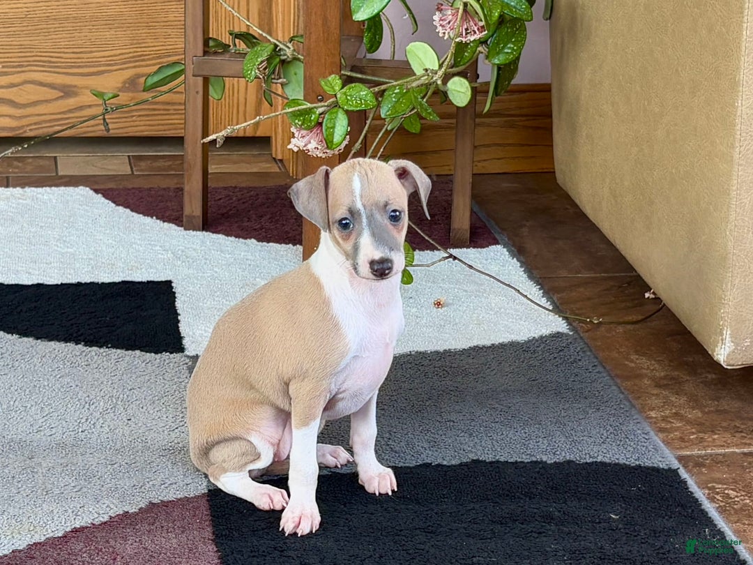 Italian Greyhound dogs for sale: Trina - Image 2