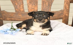 Australian Cattle Dog dogs for sale: Martha - Image 2