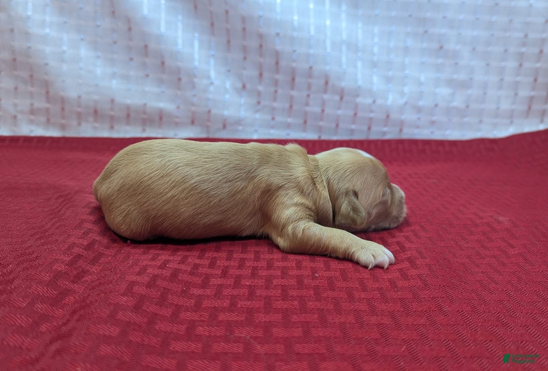 Cockapoo dogs for sale: Stoick - Image 9
