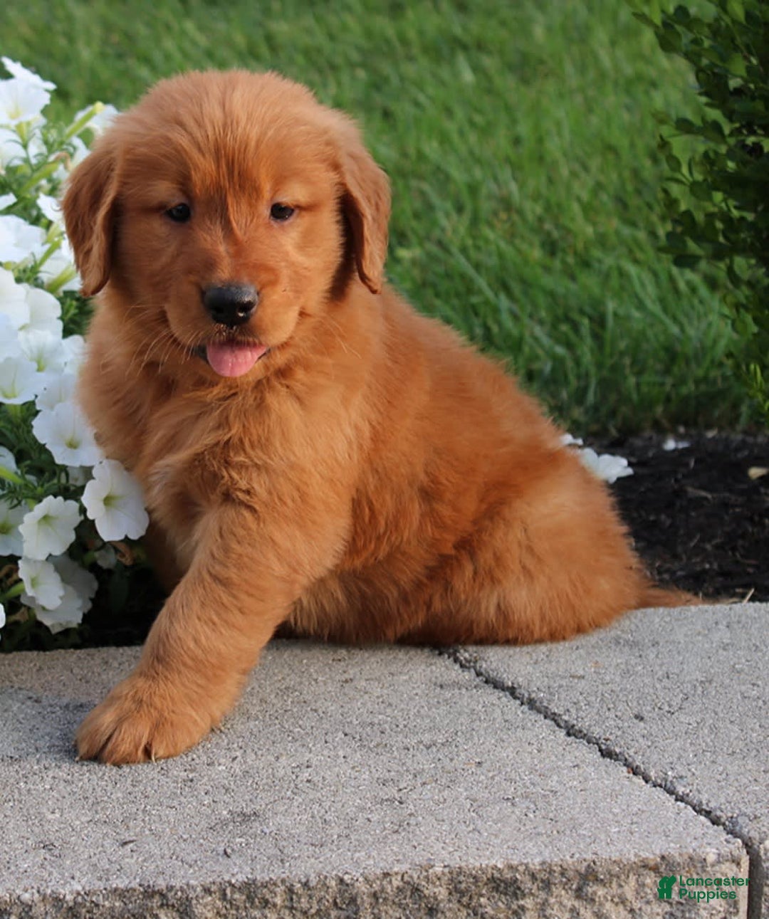 Golden Retriever dogs for sale: Jasper - Image 6