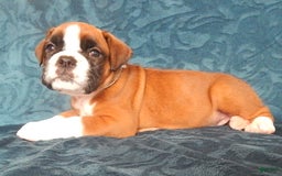 Boxer dogs for sale: Catie - Image 6