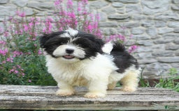 Malshi dogs for sale: Moose Tracks - Image 3