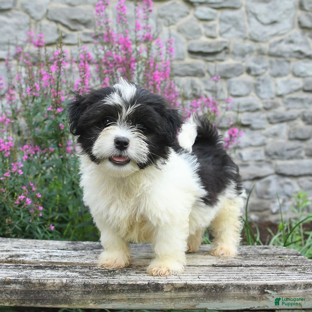 Malshi dogs for sale: Moose Tracks - Image 3