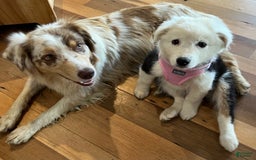 Australian Shepherd dogs for sale: Sugar - Image 12