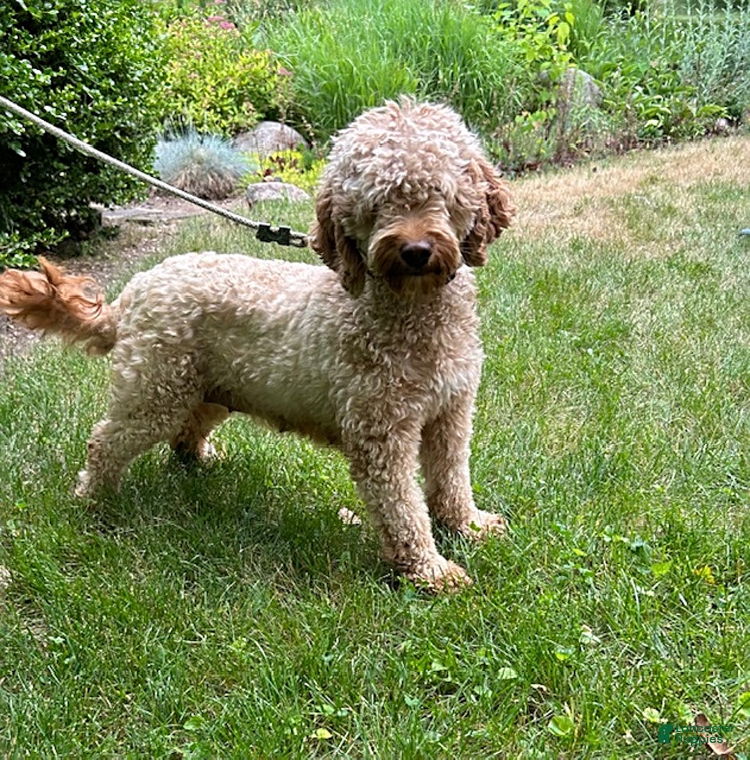 Mini Goldendoodle dogs for sale: Otis - Image 13