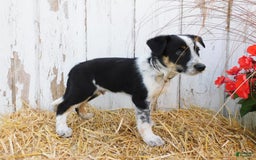 Australian Cattle Dog dogs for sale: Smartie - Image 5