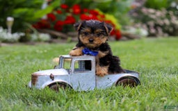 Yorkshire Terrier dogs for sale: Theodore - Image 10