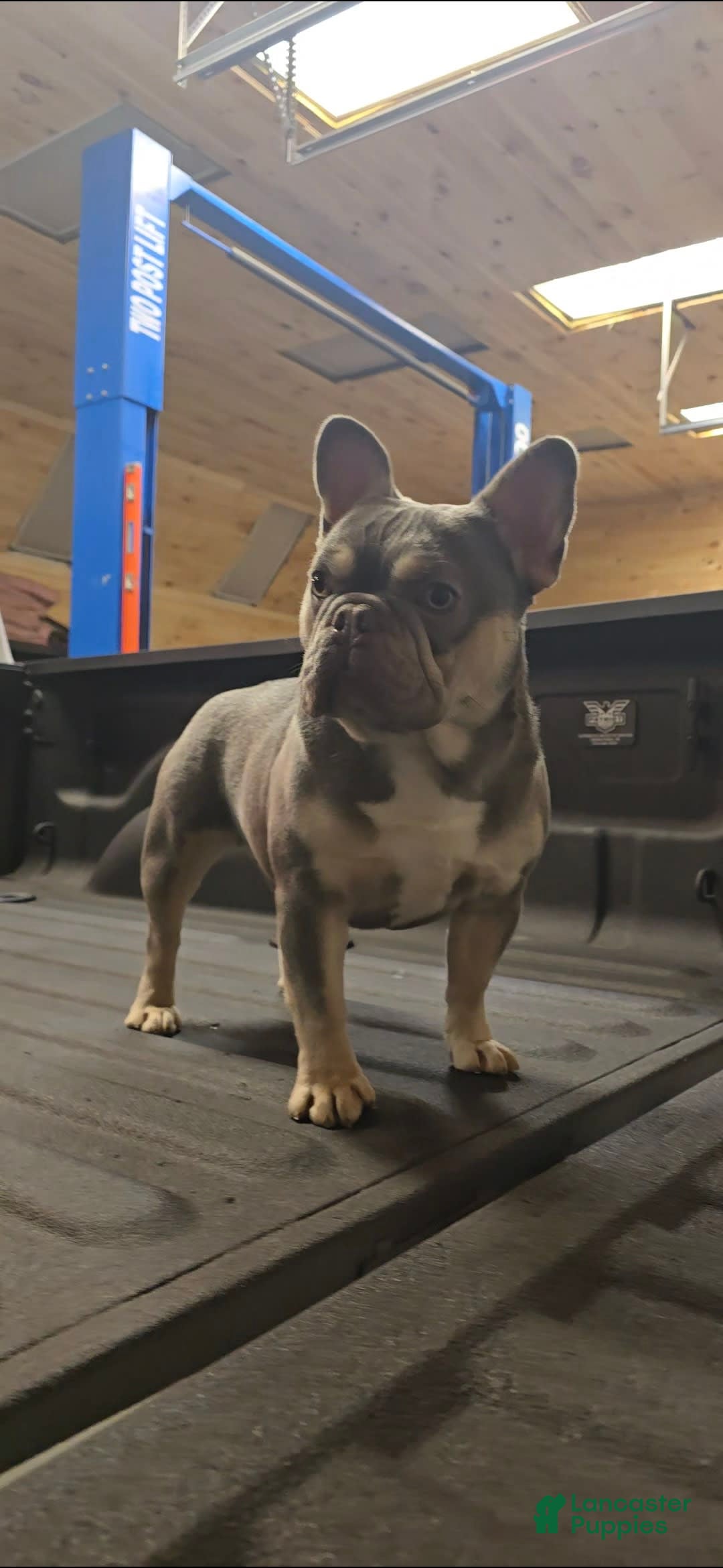 French Bulldog dogs for sale: Rolex - Image 11