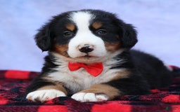 Bernese Mountain Dog dogs for sale: Sage - Image 7