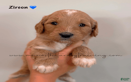 Goldendoodle dogs for sale: Zircon - Image 2