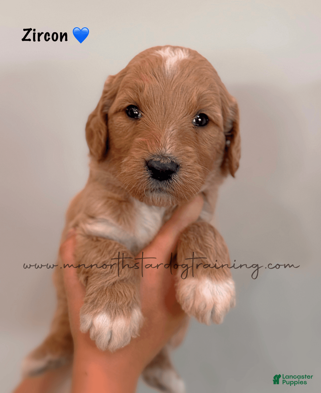 Goldendoodle dogs for sale: Zircon - Image 2