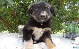 German Shepherd dogs for sale: Trooper - Image 3