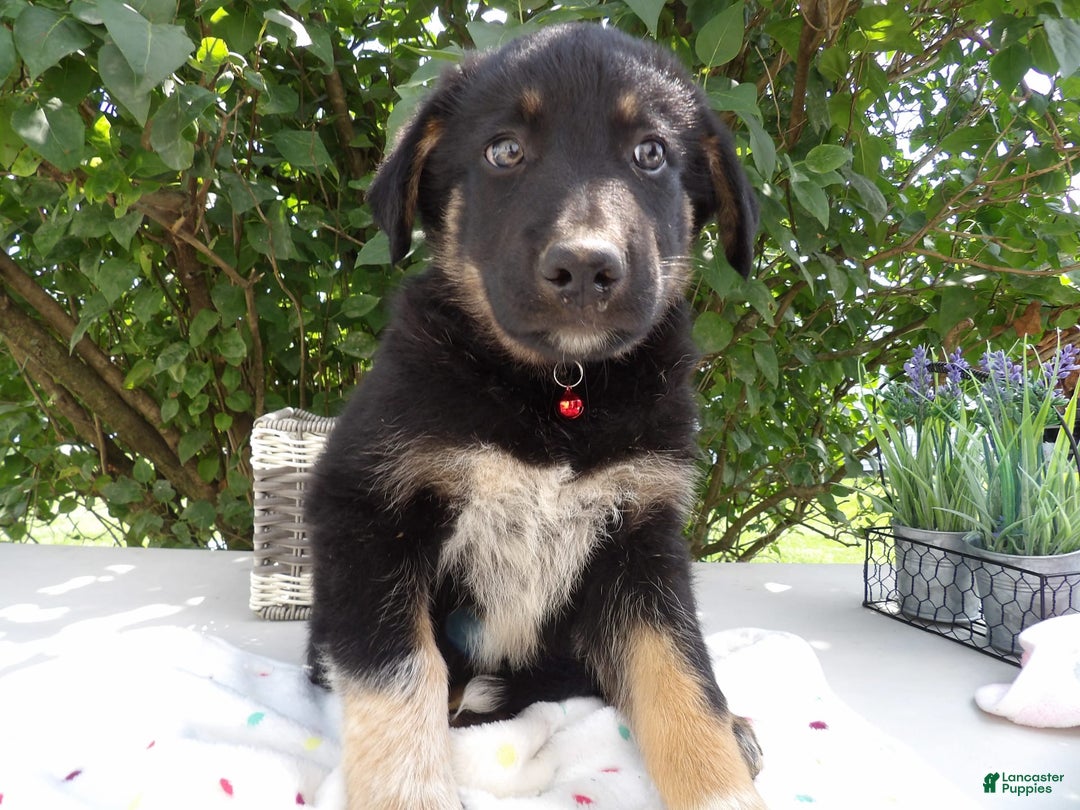 German Shepherd dogs for sale: Trooper - Image 3