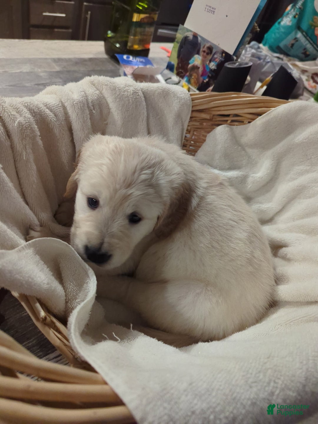 Golden Retriever dogs for sale: Gray - Image 1