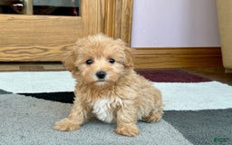 Maltipoo dogs for sale: Honey - Image 10