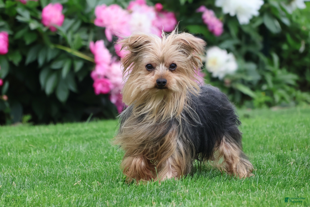 Yorkshire Terrier dogs for sale: Sweetie - Image 13