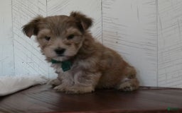 Morkie dogs for sale: Sammie - Image 1