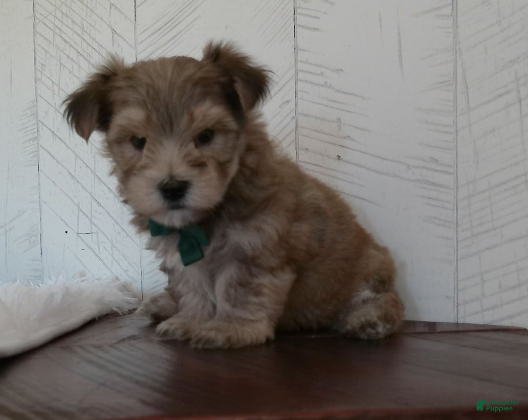 Morkie dogs for sale: Sammie - Image 1