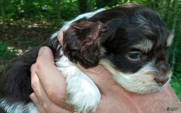 Portuguese Water Dog dogs for sale: T-bone Brown - Image 2