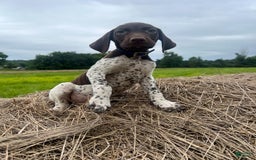German Shorthaired Pointer dogs for sale: Festus - Image 5