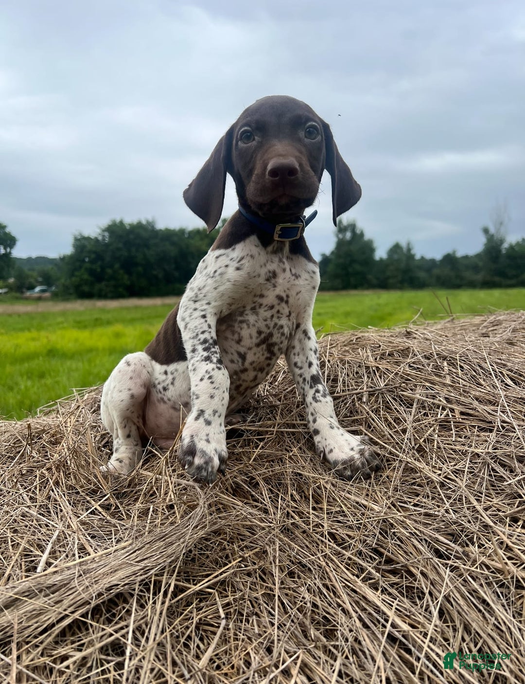 German Shorthaired Pointer dogs for sale: Festus - Image 5