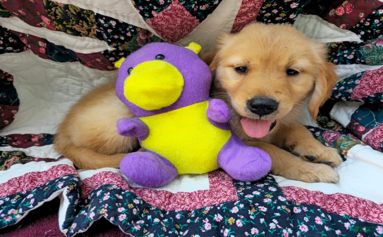 Golden Retriever dogs for sale - Ad 3