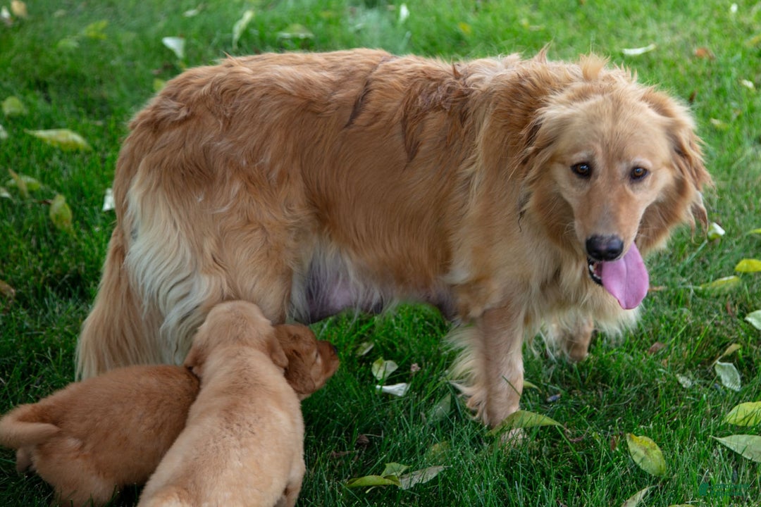 Golden Retriever dogs for sale: Layla - Image 6