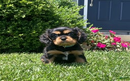 Cavalier King Charles Spaniel dogs for sale: Boomer - Image 10