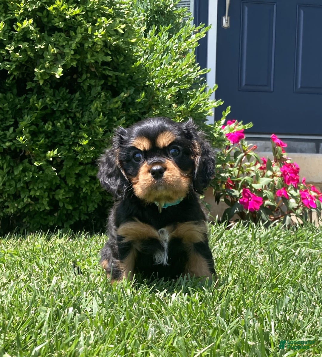 Cavalier King Charles Spaniel dogs for sale: Boomer - Image 10