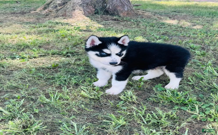 Siberian Husky dogs for sale - Ad 5