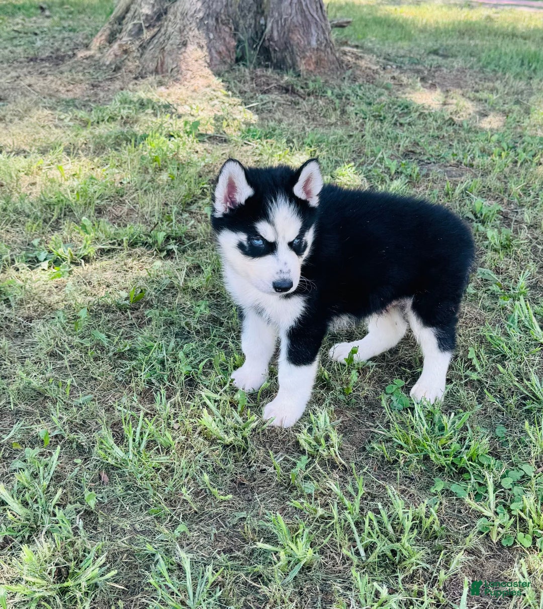 Siberian Husky dogs for sale: Rip - Image 1