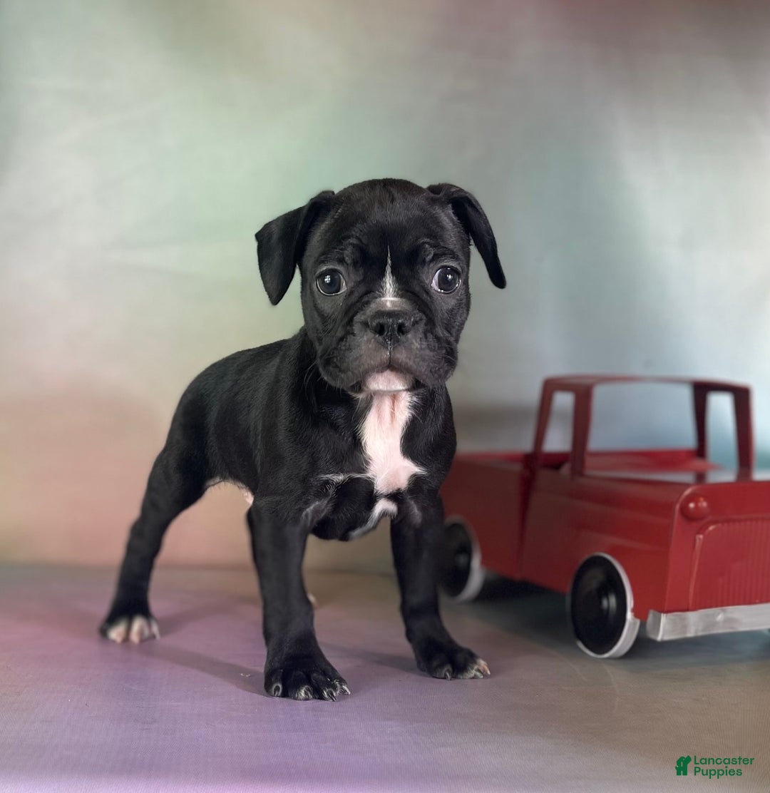 Frenchton dogs for sale: Colby Dna Clear - Image 5
