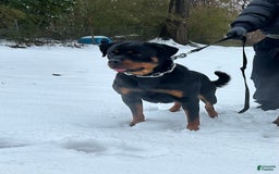 Rottweiler dogs for sale: Purple Collar - Image 5
