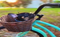 French Bulldog dogs for sale: Louie - Image 6