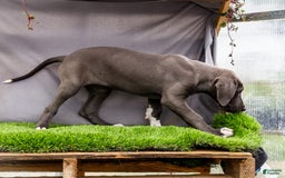 Great Dane dogs for sale: Molly - Image 2