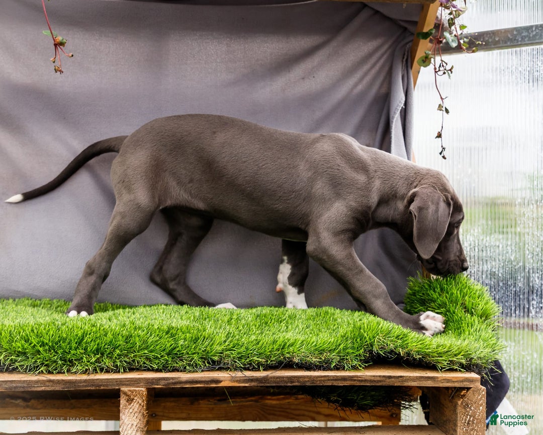 Great Dane dogs for sale: Molly - Image 2