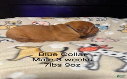 Dogue De Bordeaux dogs for sale: Blue Collar Male - Image 4