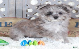 Pomapoo dogs for sale: Sapphire - Image 2