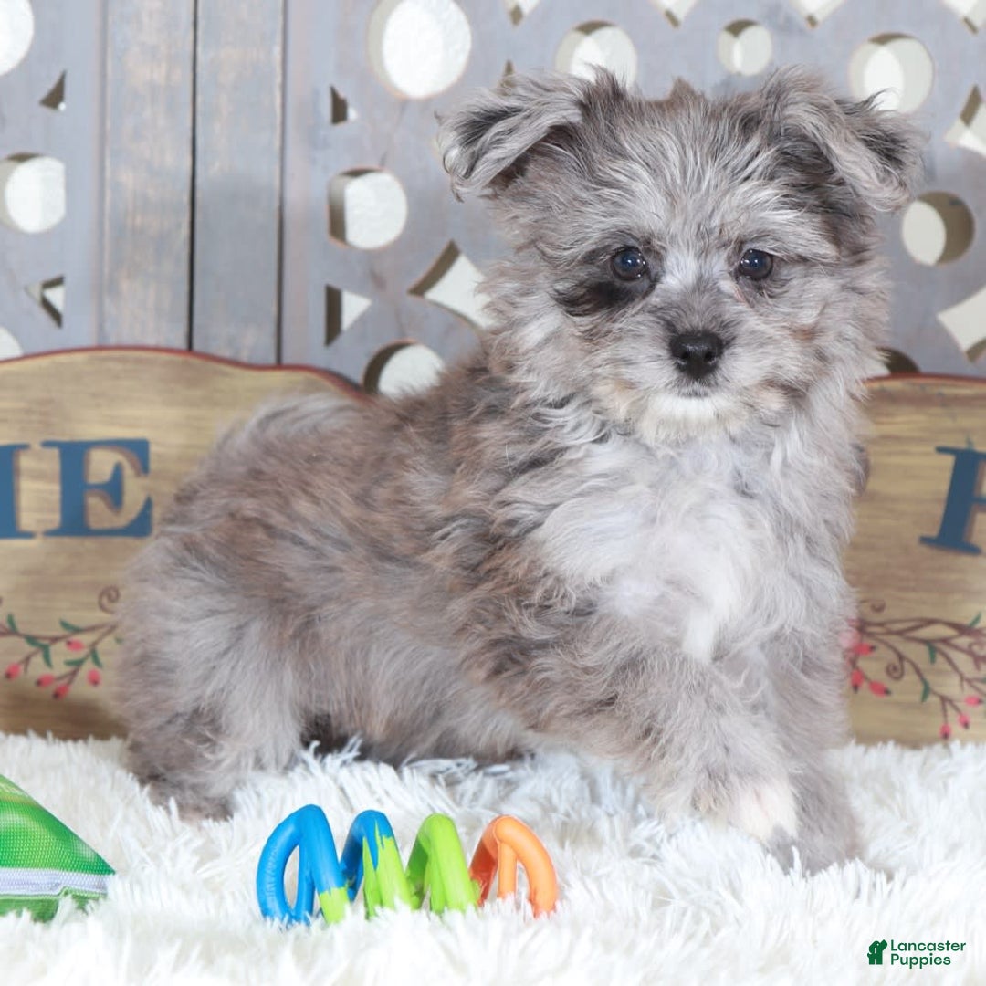 Pomapoo dogs for sale: Sapphire - Image 2