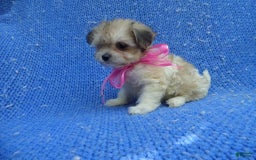 Morkie dogs for sale: Nola - Image 1