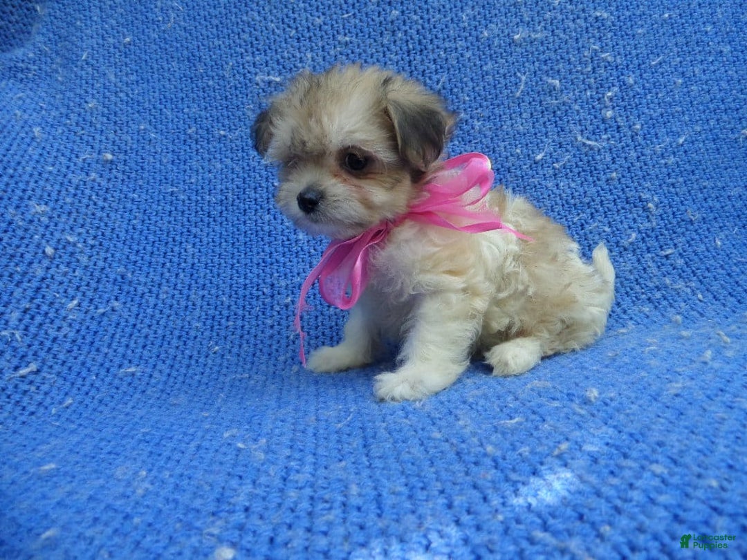 Morkie dogs for sale: Nola - Image 1